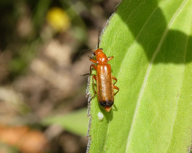 Rhagonycha fulva - feketevégű lágybogár