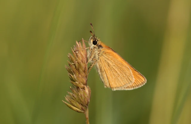 Thymelicus lineola - vonalas busalepke