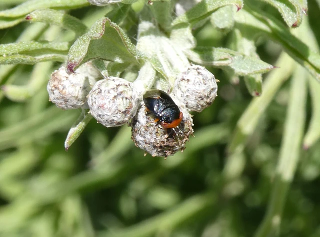 Geocoris erythrocephalus - vörösfejű bodobács Geocoris erythrocephalus - vörösfejű bodobács