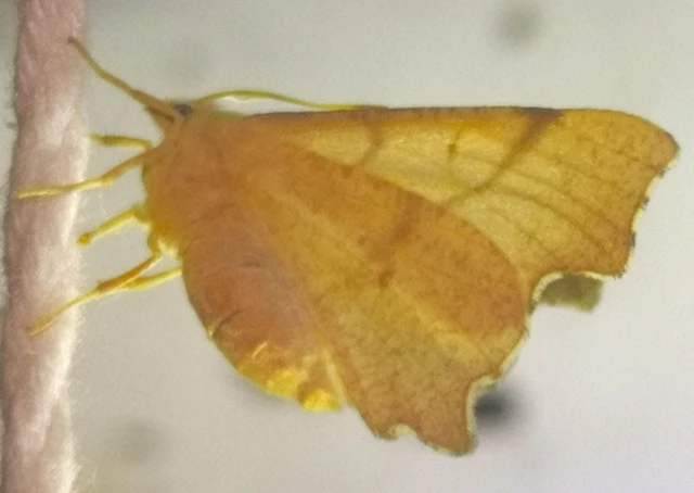 Ennomos erosaria - hársfa-levélaraszoló