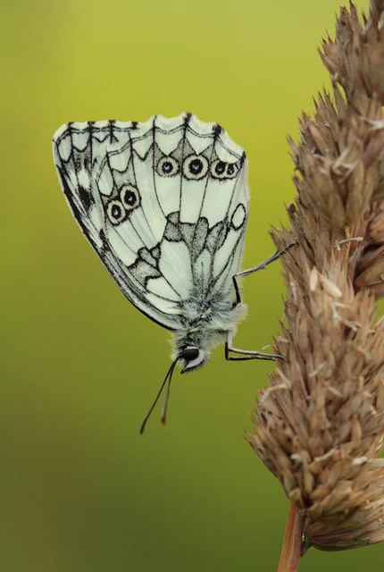 Melanargia galathea - sakktáblalepke