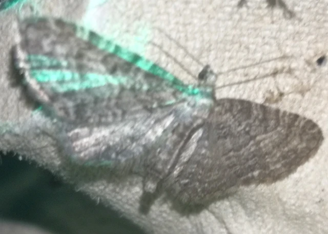 Eupithecia subfuscata - magaskórós-törpearaszoló