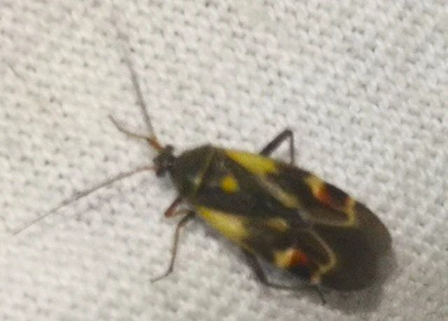 Polymerus