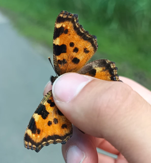 Nymphalis polychloros - nagy rókalepke