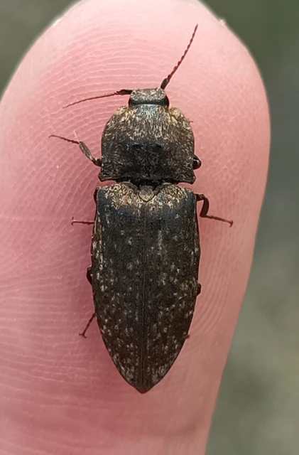 Agrypnus murinus - egérszínű pikkelyespattanó