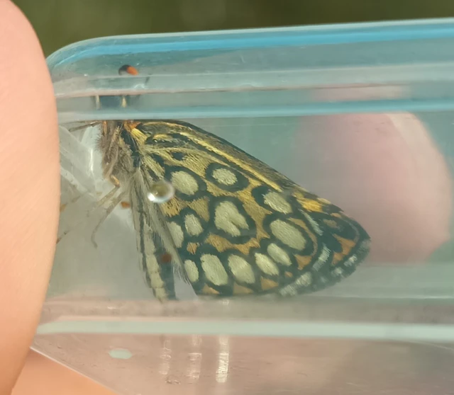 Heteropterus morpheus - tükrös busalepke