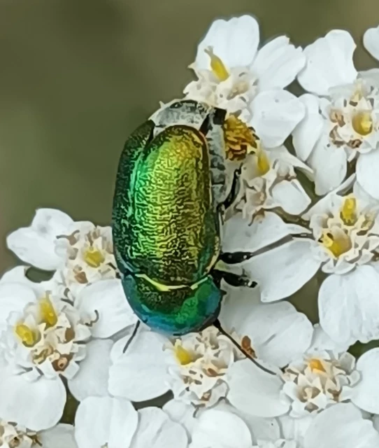 Cryptocephalus