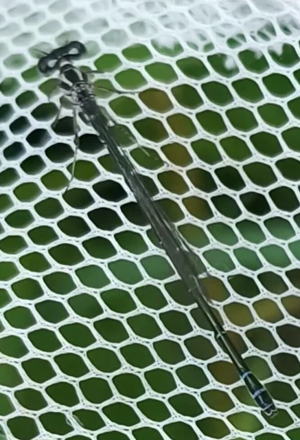Coenagrion puella - azúrkék légivadász
