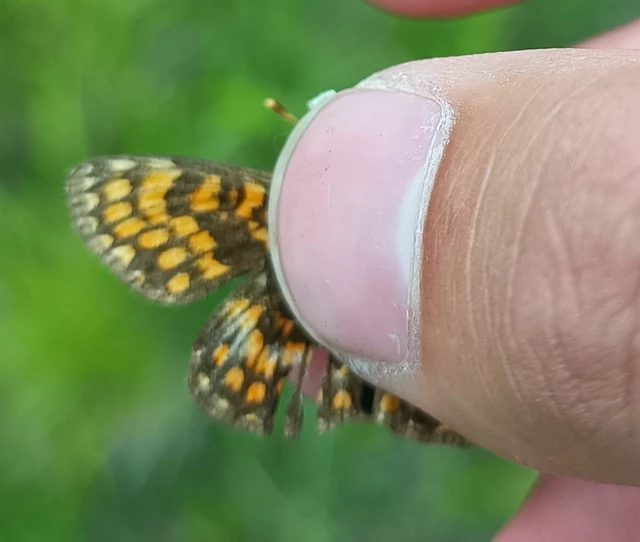 Melitaea athalia - közönséges tarkalepke