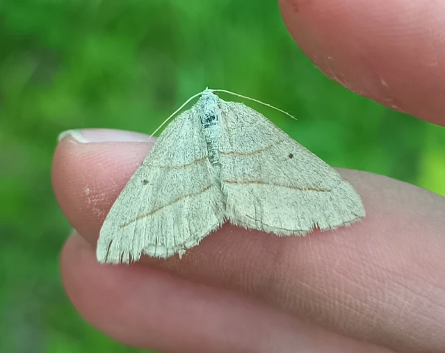 Scotopteryx mucronata/luridata/ignorata