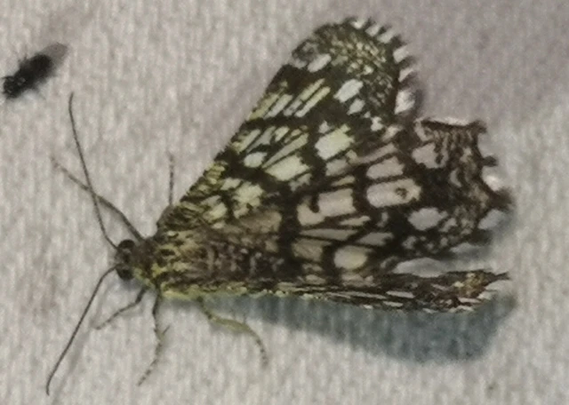 Chiasmia clathrata - rácsos rétiaraszoló