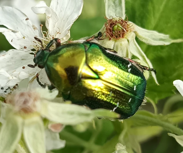Cetonia aurata - aranyos virágbogár