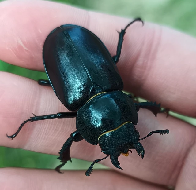 Lucanus cervus - nagy szarvasbogár