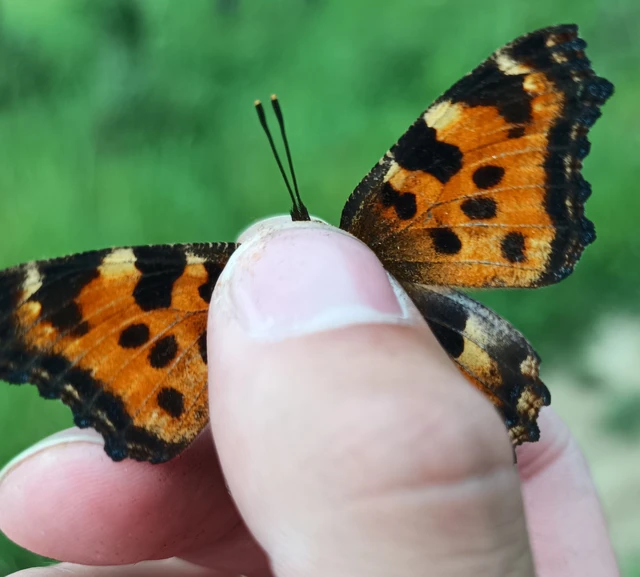 Nymphalis polychloros - nagy rókalepke