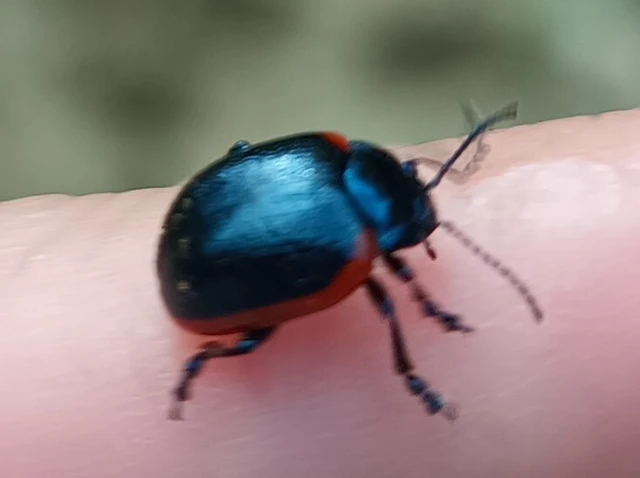 Chrysolina