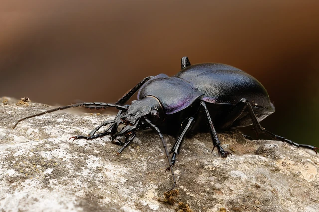 Carabus Carabus