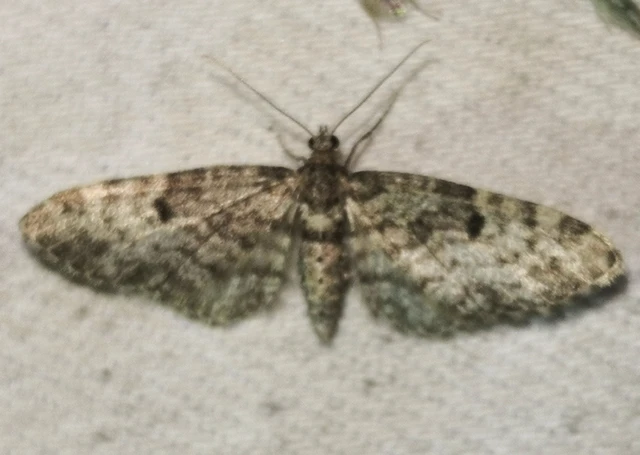 Eupithecia tantillaria - feketegyűrűs törpearaszoló
