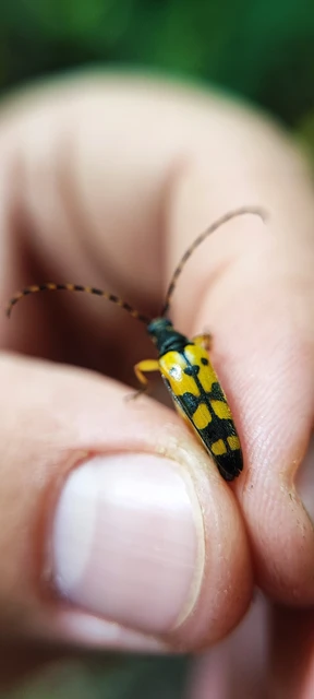 Rutpela maculata - tarkacsápú karcsúcincér