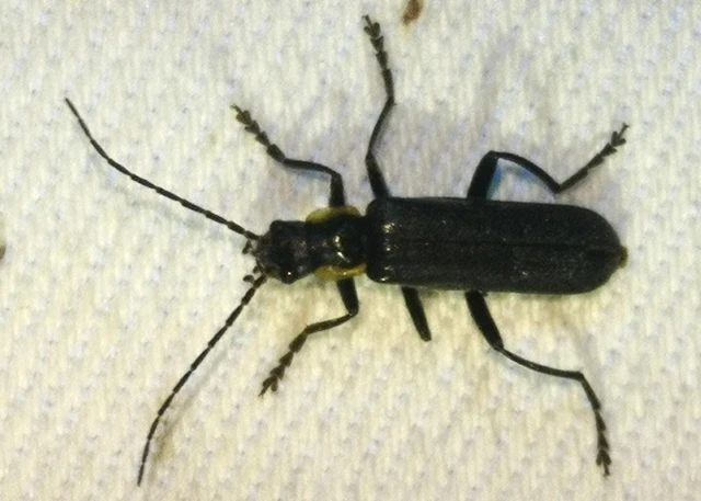Cantharis paradoxa