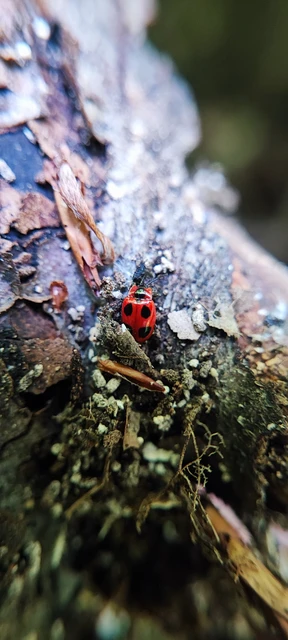 Endomychus coccineus - négypettyes álböde