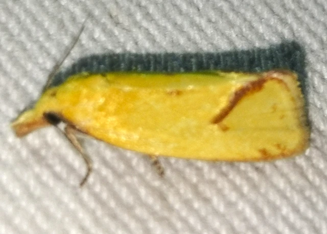 Agapeta hamana - közönséges sárgamoly