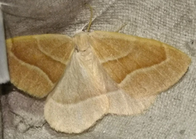 Hylaea fasciaria - erdeifenyő-sávosaraszoló