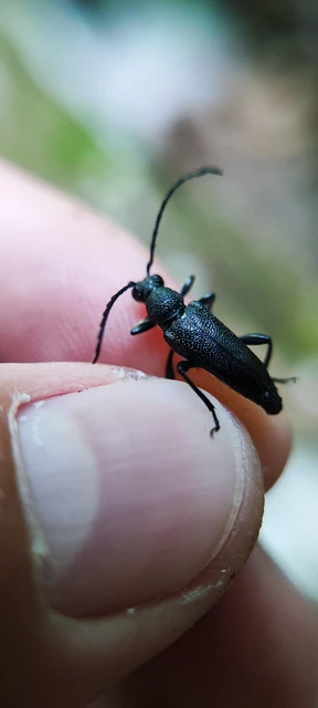 Stictoleptura scutellata - hegyi virágcincér