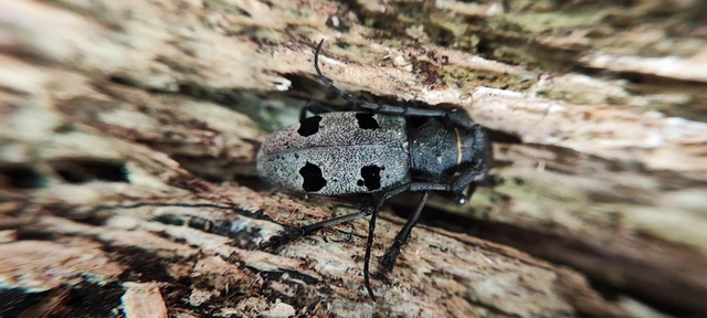 Morimus asper funereus - gyászcincér
