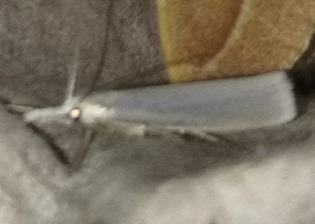 Crambus perlella - gyöngyházas fűgyökérmoly
