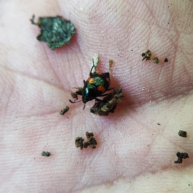Scaphidium quadrimaculatum - négyfoltos sajkabogár