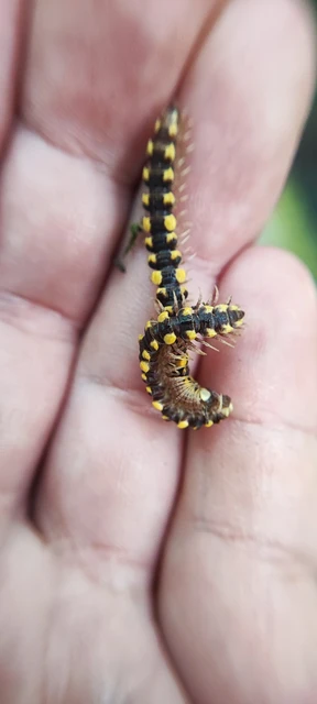 Polydesmus collaris - sárganyakú ikerszelvényes