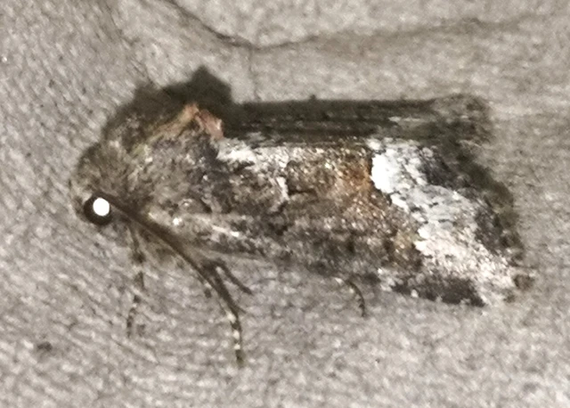 Oligia strigilis - kormos dudvabagoly