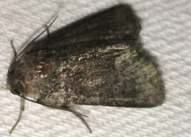 Oligia strigilis - kormos dudvabagoly