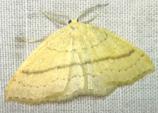 Cyclophora linearia - vonalas pettyesaraszoló