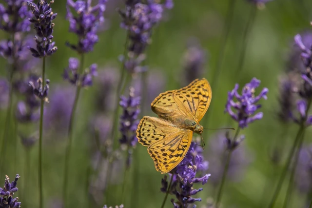 Argynnis pandora - zöldes gyöngyházlepke