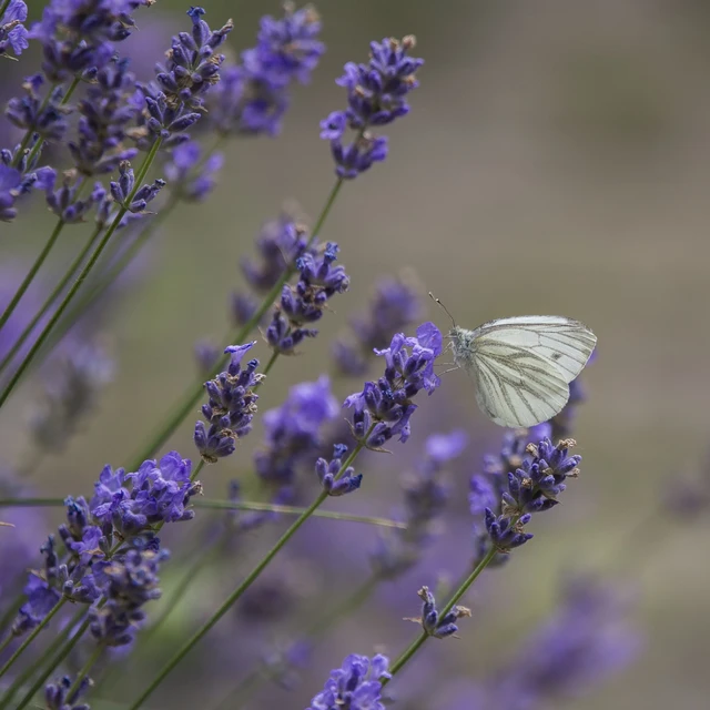 Pieris napi - repcelepke