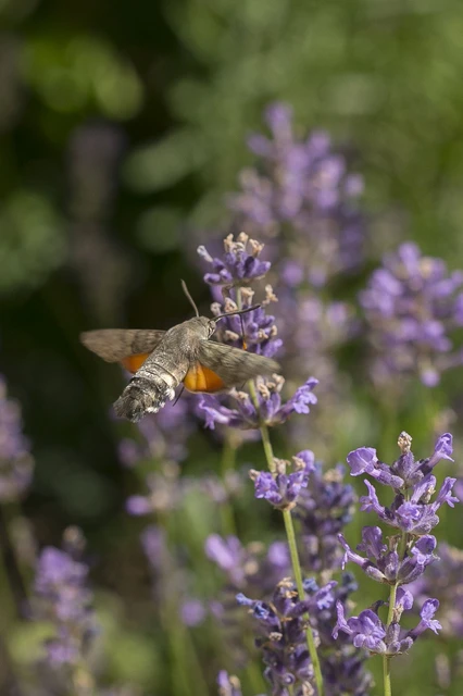 Macroglossum stellatarum - kacsafarkú szender