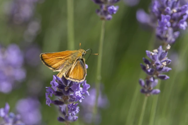 Thymelicus sylvestris - barna busalepke