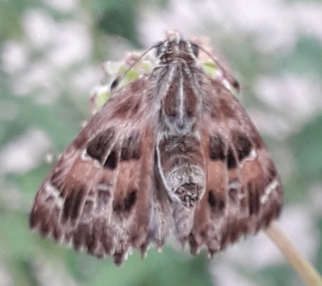 Carcharodus alceae - mályva-busalepke