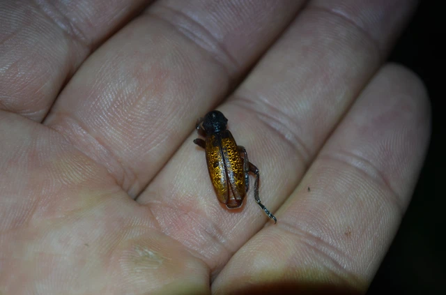 Dorcadion fulvum - barna gyalogcincér