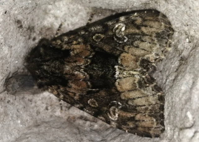 Apamea illyria - déli dudvabagoly