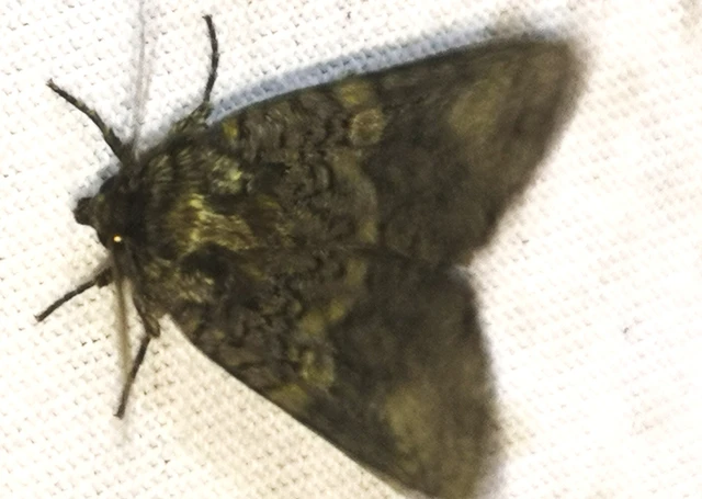 Craniophora ligustri - fagyalbagoly