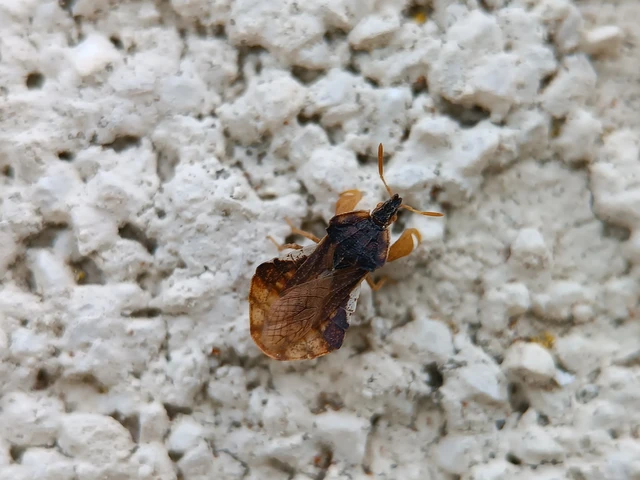 Phymata crassipes - fogólábú poloska