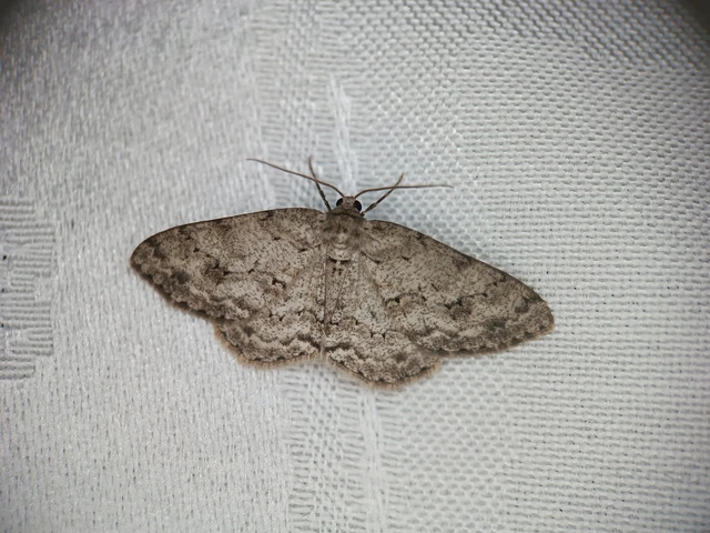 Ectropis crepuscularia - avararaszoló