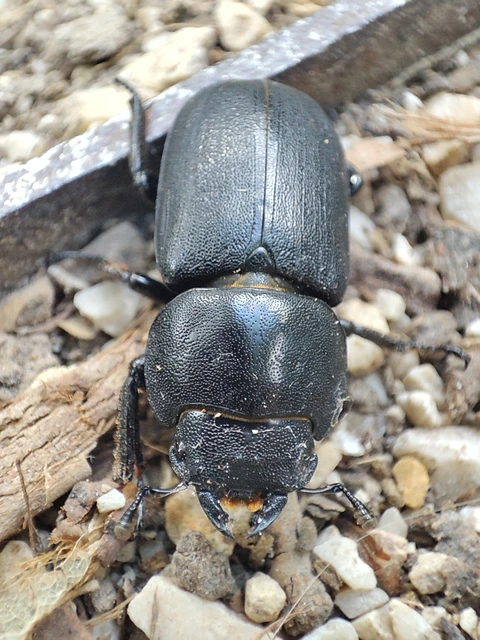 Dorcus parallelipipedus - kis szarvasbogár