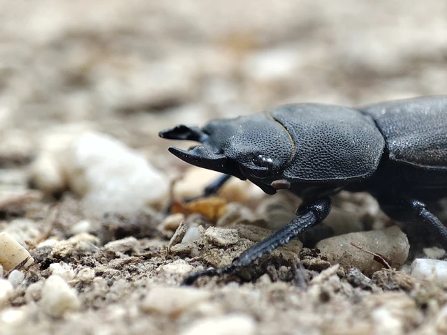 Dorcus parallelipipedus - kis szarvasbogár