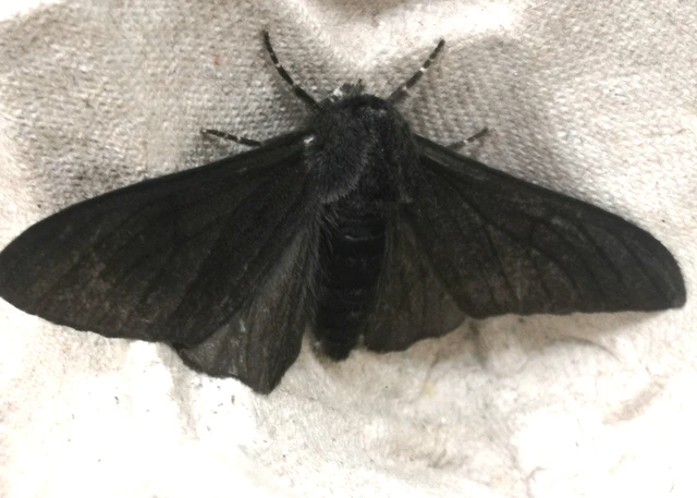 Biston betularia - szürkepettyes araszoló