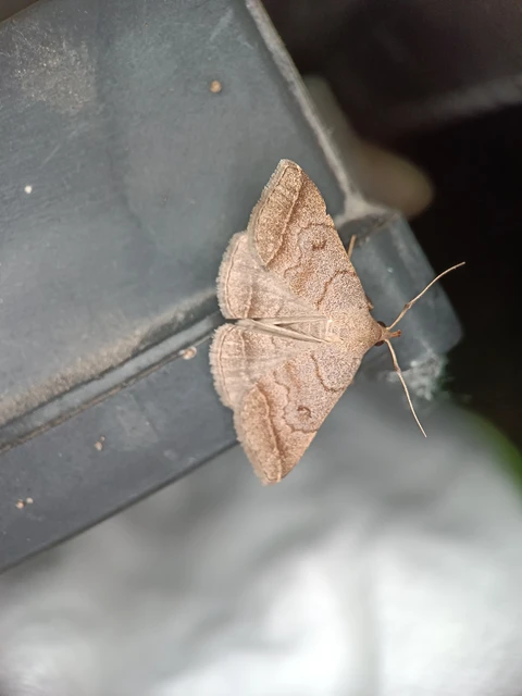 Zanclognatha lunalis - pelyheslábú karcsúbagoly