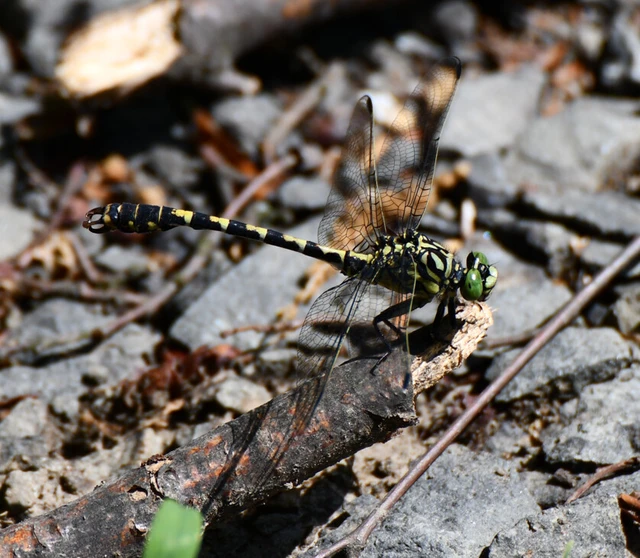 Onychogomphus forcipatus - gyűrűs folyami-szitakötő Onychogomphus forcipatus - gyűrűs folyami-szitakötő