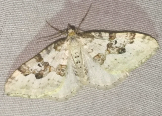 Xanthorhoe montanata - hegyi tarkaaraszoló
